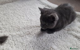 Ragdoll cats for sale: Kittens ready now! - Image 4