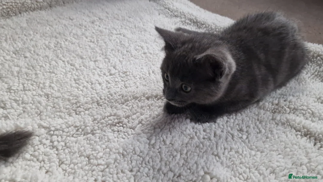 Ragdoll cats for sale: Kittens ready now! - Advert 4