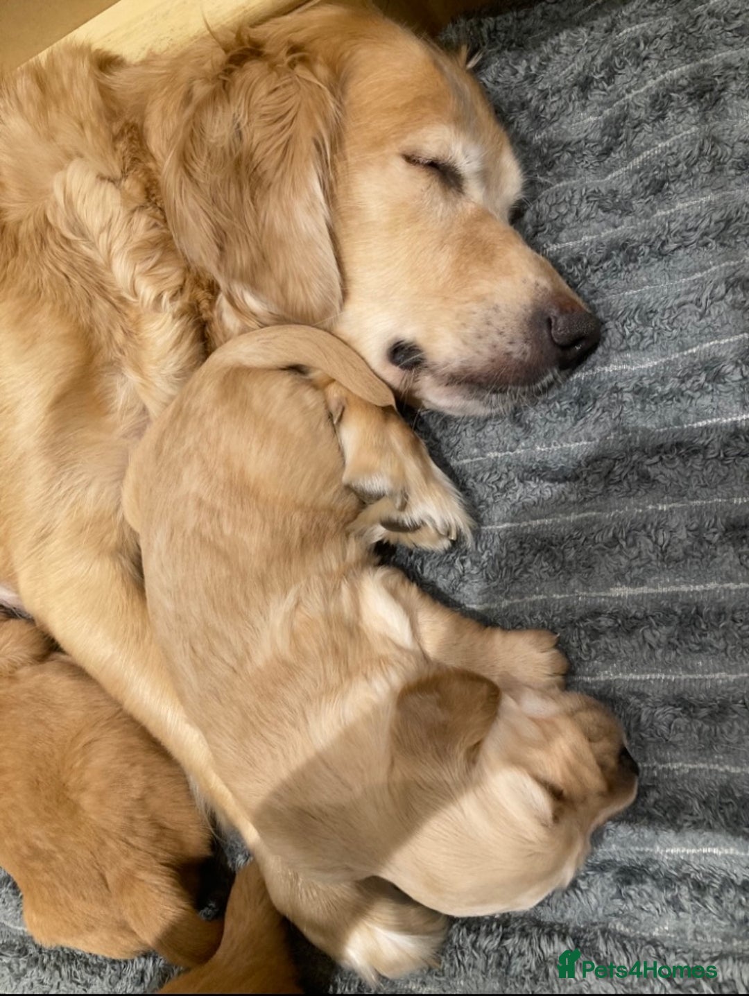 Golden Retriever dogs for sale: KC Registered Golden Retriever Puppies  - Advert 17