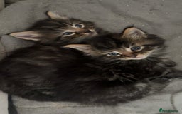 Maine Coon cats for sale: 5 gorgeous 3/4 Maine coon babys - Image 22