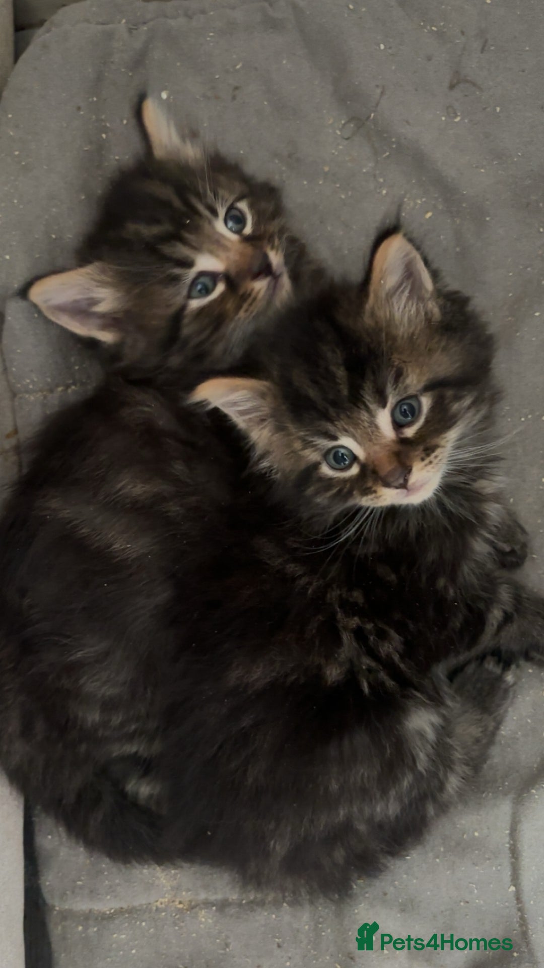 Maine Coon cats for sale: 5 gorgeous 3/4 Maine coon babys - Image 22