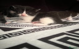 Mixed Breed cats for sale: Toxido kittens  - Image 15