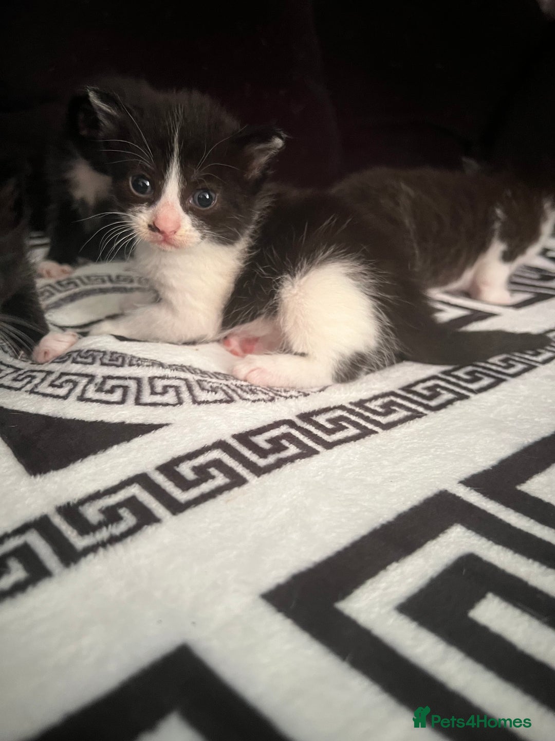 Mixed Breed cats for sale: Toxido kittens  - Image 15