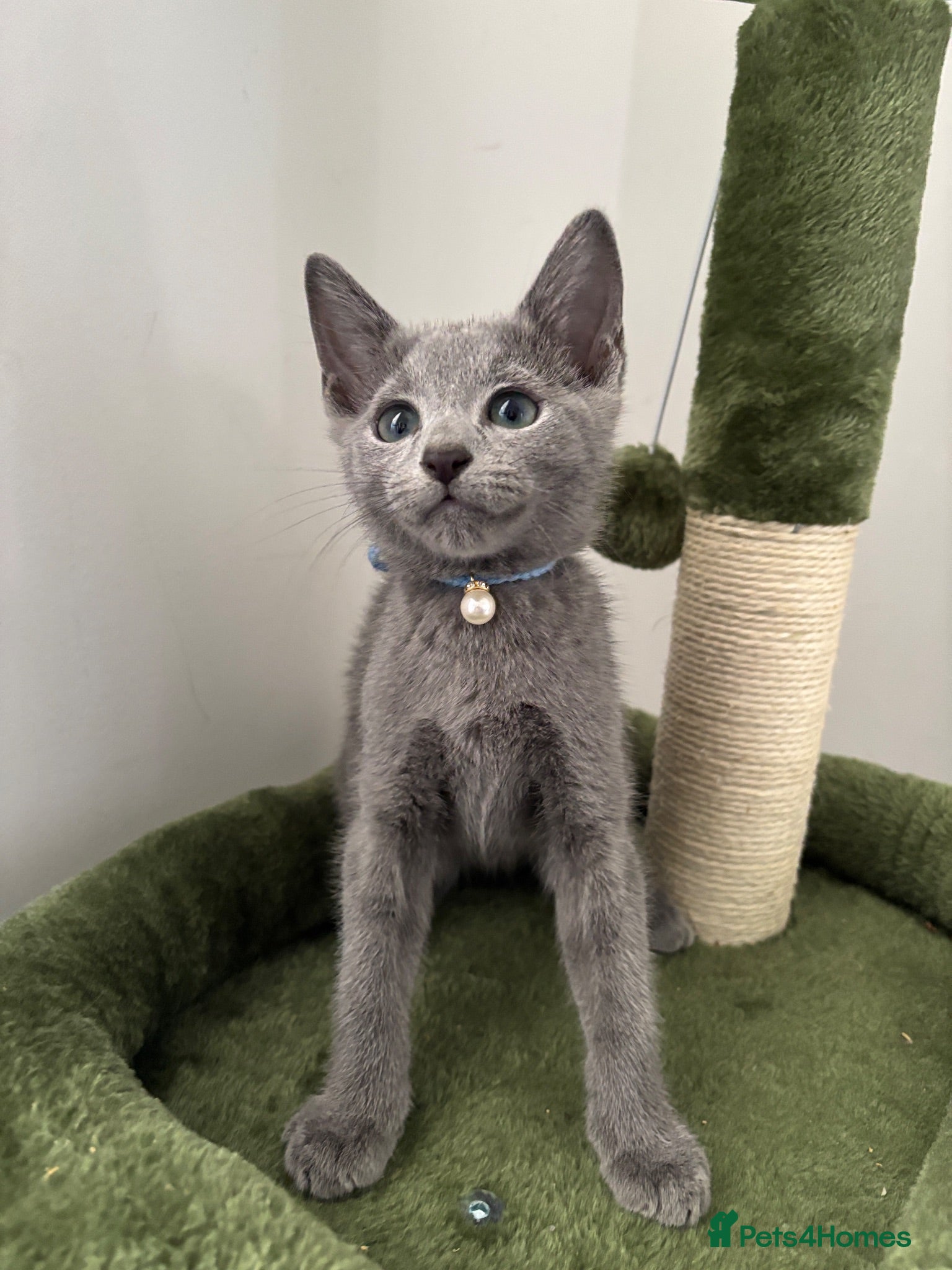Russian Blue cats PURE PEDIGREE RUSSIAN BLUE KITTEN LAST BOY - Advert 2