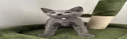Russian Blue cats for sale: PURE PEDIGREE RUSSIAN BLUE KITTEN LAST BOY - Advert 3