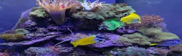 Other/Mixed Breed fish for sale:  600L Full Reef System With Fish & Corals - Advert 12