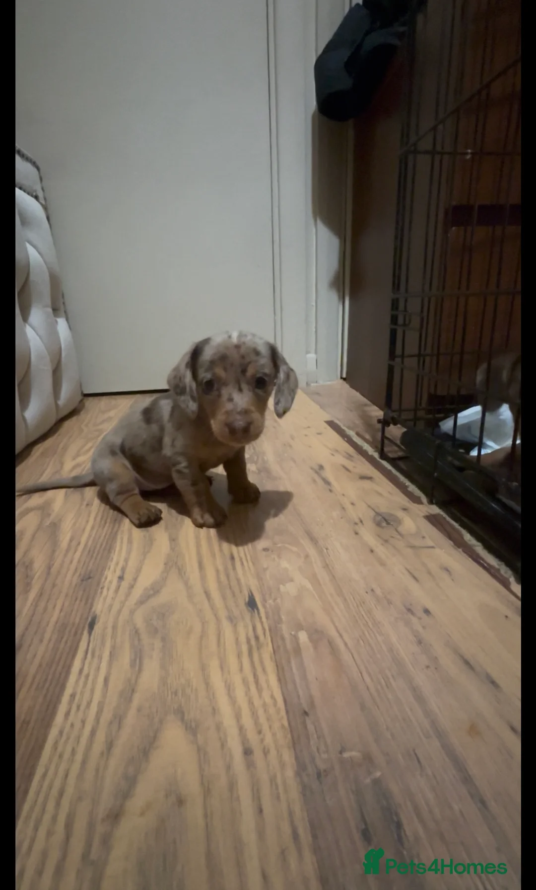 Miniature Dachshund dogs for sale: Miniature daushand  - Advert 10
