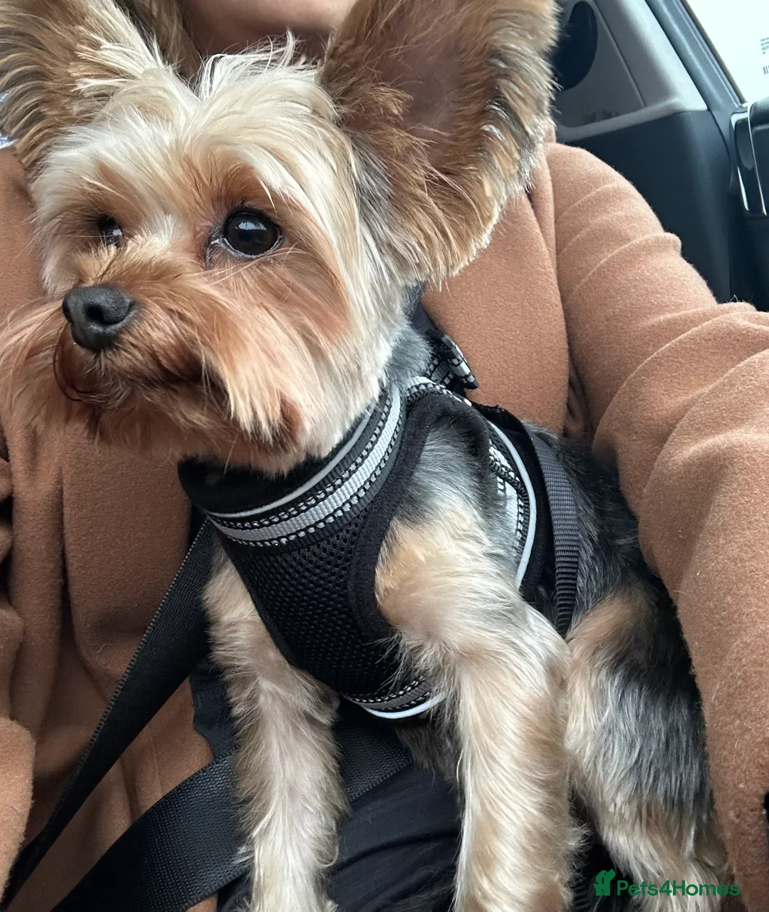 Yorkshire Terrier dogs for sale: Yorkshire terrier  - Advert 2