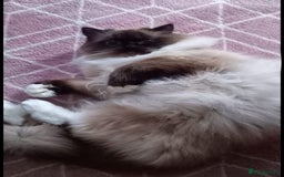 Ragdoll cats for sale: 💛 Beautiful European Kittens 😸  - Advert 2