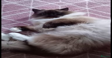 Ragdoll cats 💛 Beautiful European Kittens 😸  - Advert 11