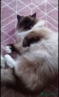 Ragdoll cats 💛 Beautiful European Kittens 😸 - Advert 11