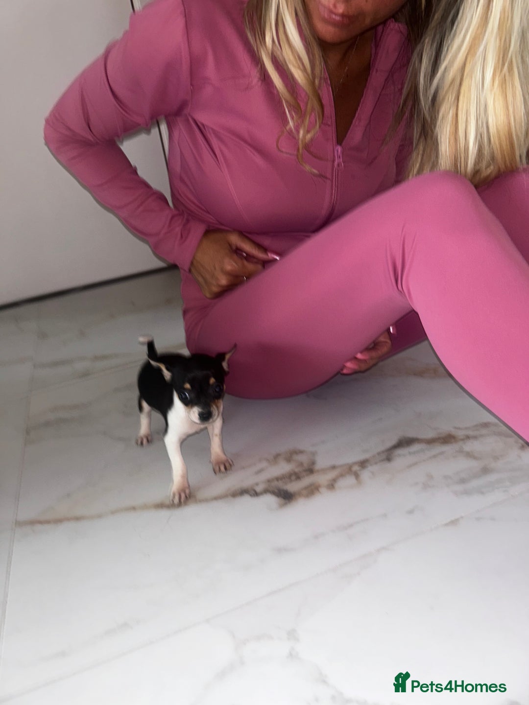 Chihuahua dogs for sale: 3/4 chihuahua 1/4 jack russell - Image 20