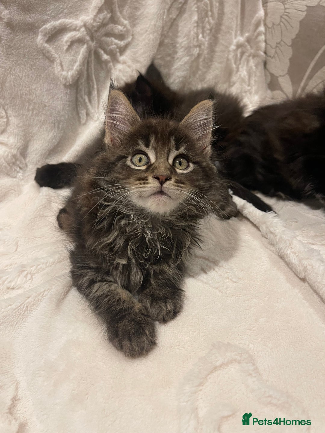 Maine Coon cats for sale: ✨pedigree maine coon kittens - Extra Large lines ✨ - Advert 3
