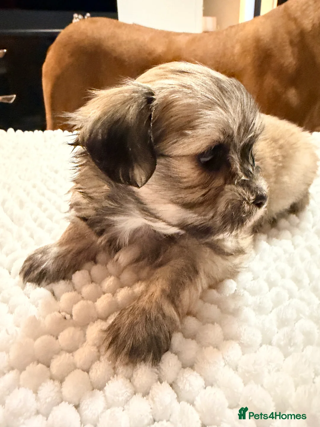 Mixed Breed dogs for sale: Fluffy Malchi puppies  - Advert 4