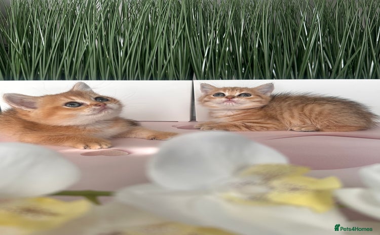 Scottish Fold cats - Advert 2