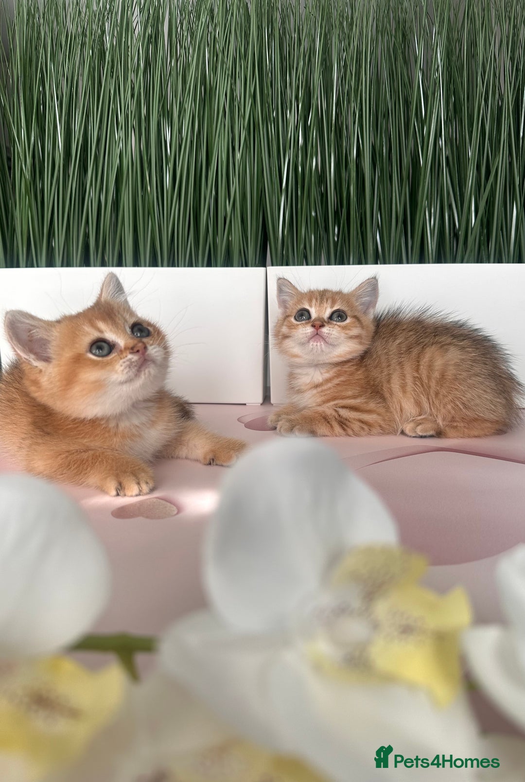 Scottish Fold cats for sale: Adorable pedigree kittens - Image 1