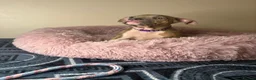 American Bully dogs for sale: Quality pocket bullies last few remaining❤️ - Advert 14