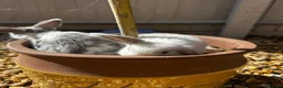 Mini Lop rabbits for sale: Stunning pure breed Mini Lops - Advert 12
