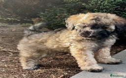 Miniature Poodle dogs for sale: Home Bred pups, extensively Health tested - Image 3