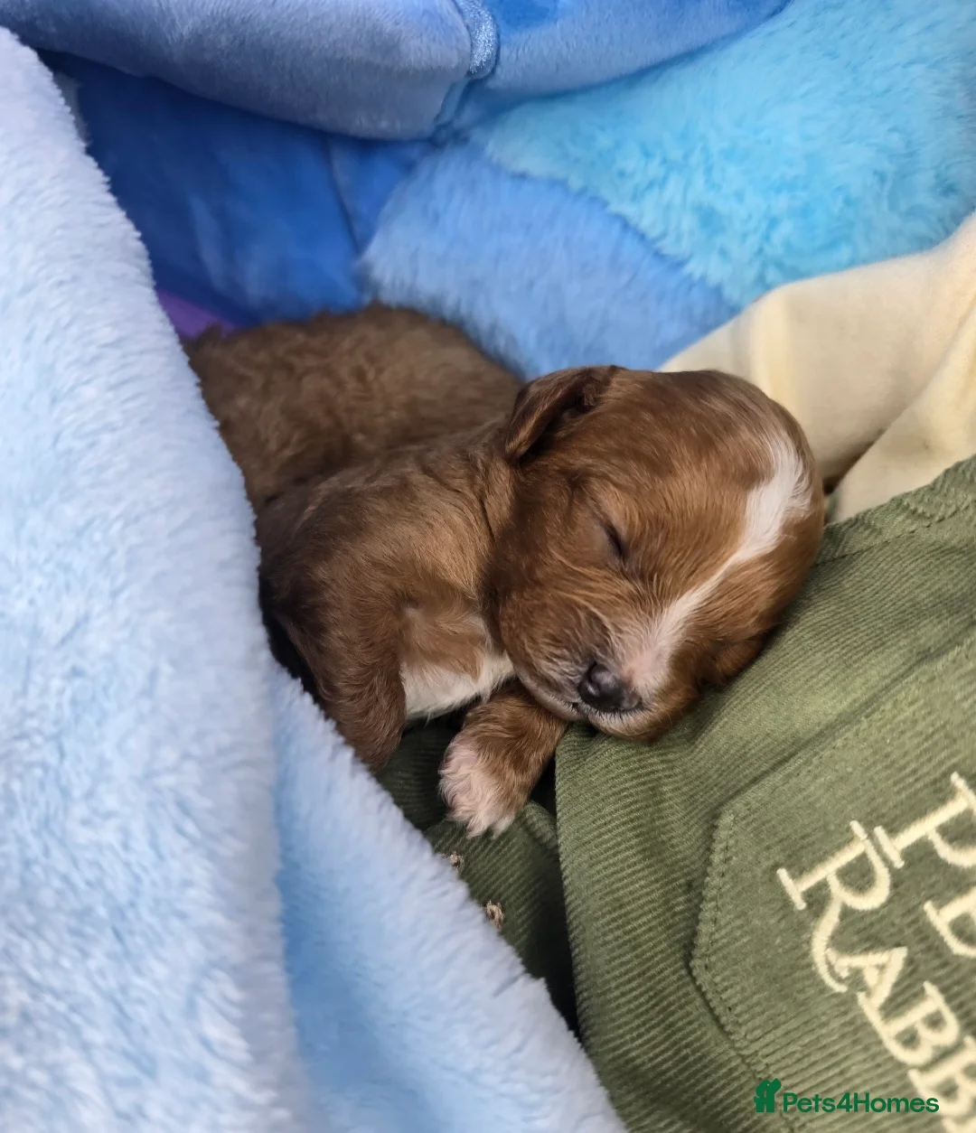 Cavapoo dogs for sale: 🩷🩵SMALL TOY🐶CAVAPOO PUPS🐶HEALTH DNA TESTED🩵🩷 - Advert 13