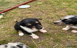 Mixed Breed dogs for sale: collie x Huntaway  pups one boy left  - Image 6