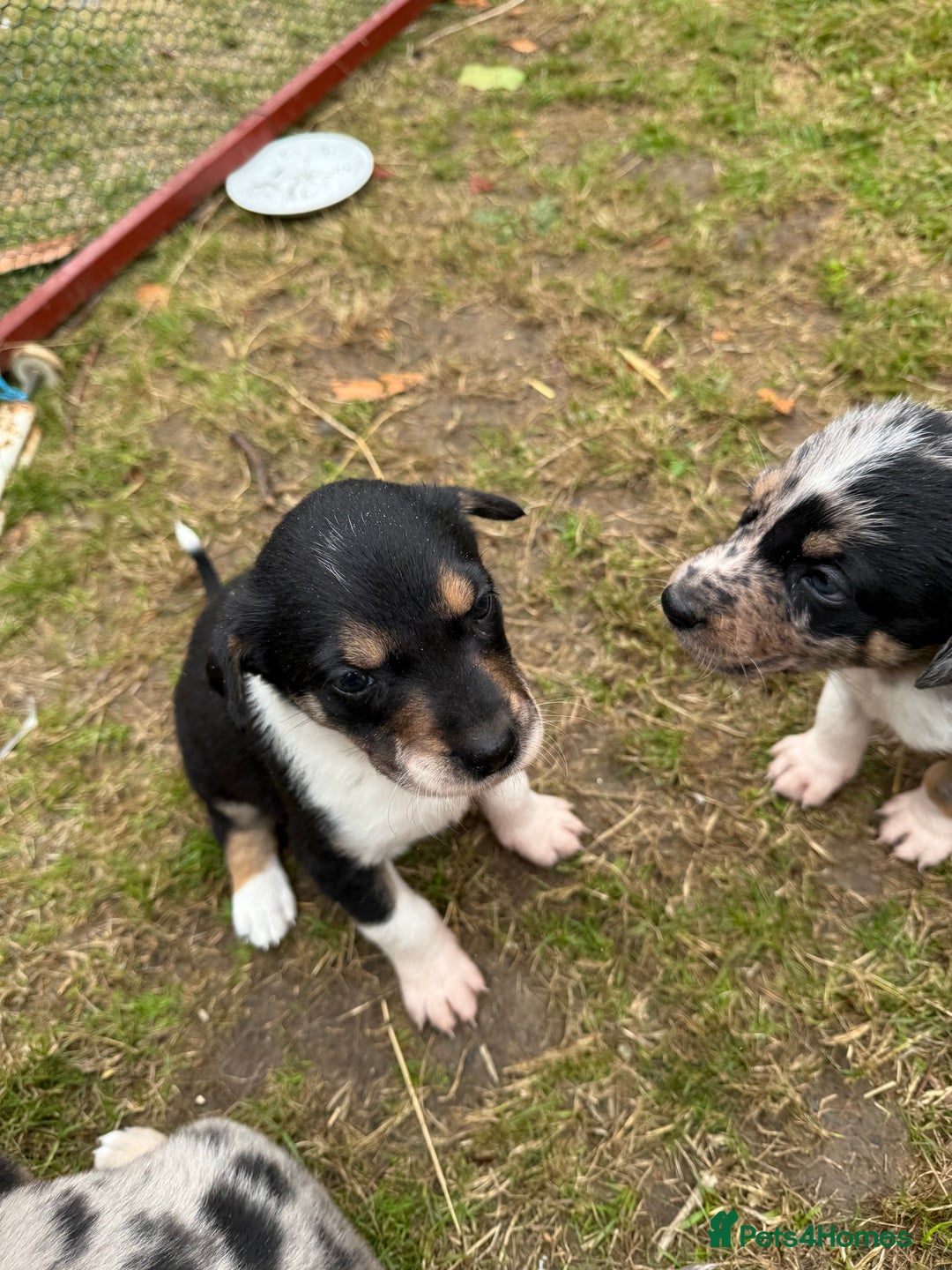 Mixed Breed dogs for sale: collie x Huntaway  pups one boy left  - Image 6