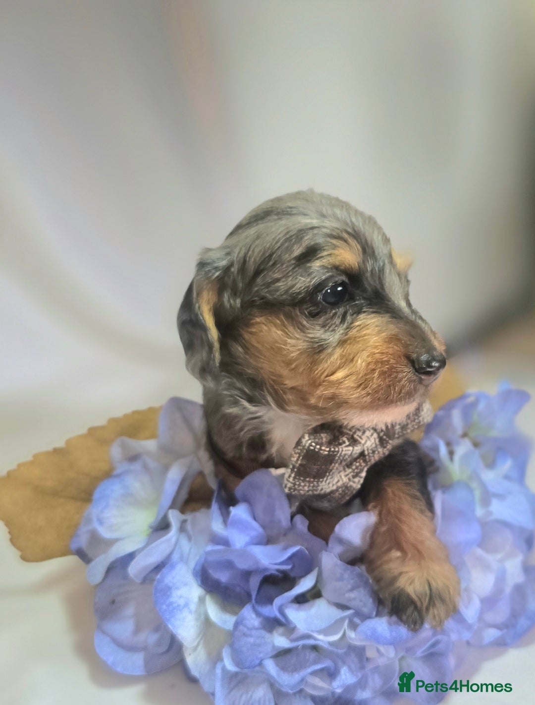 Mixed Breed dogs for sale:  miniature dachshund cross toy poodle doxiepoo   - Image 7
