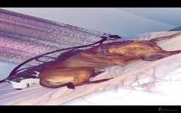 Mixed Breed dogs for sale: Boss  - Image 2