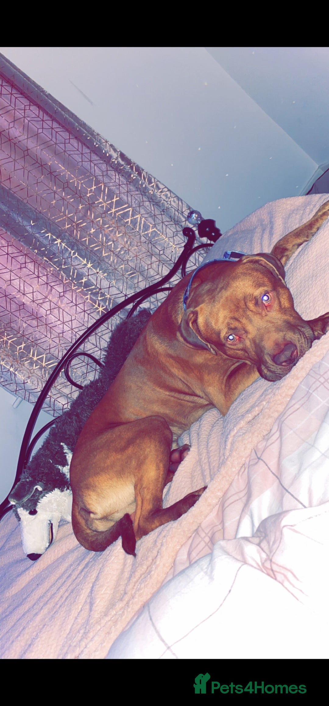 Mixed Breed dogs for sale: Boss  - Image 2