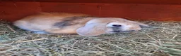 French Lop rabbits for sale: Adult rabbits to rehome in Crawley - Advert 12