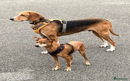 Mixed Breed dogs for adoption: Sweet Kody is ready for his forever sofa - Image 15