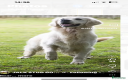 Golden Retriever dogs for sale: Superb litter Kc reg health tested goldens - Image 15