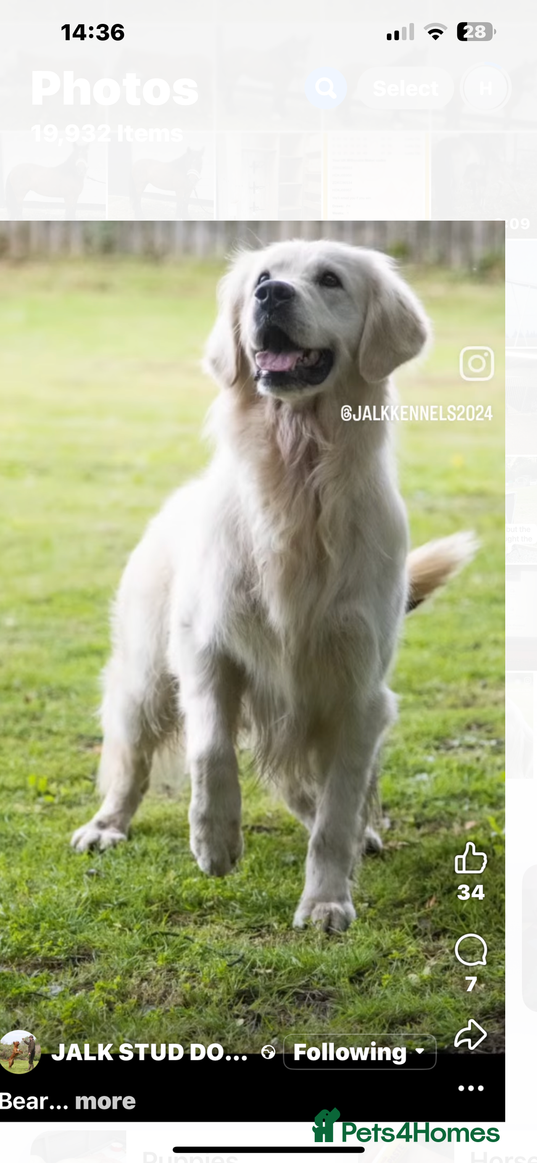 Golden Retriever dogs for sale: Superb litter Kc reg health tested goldens - Image 15