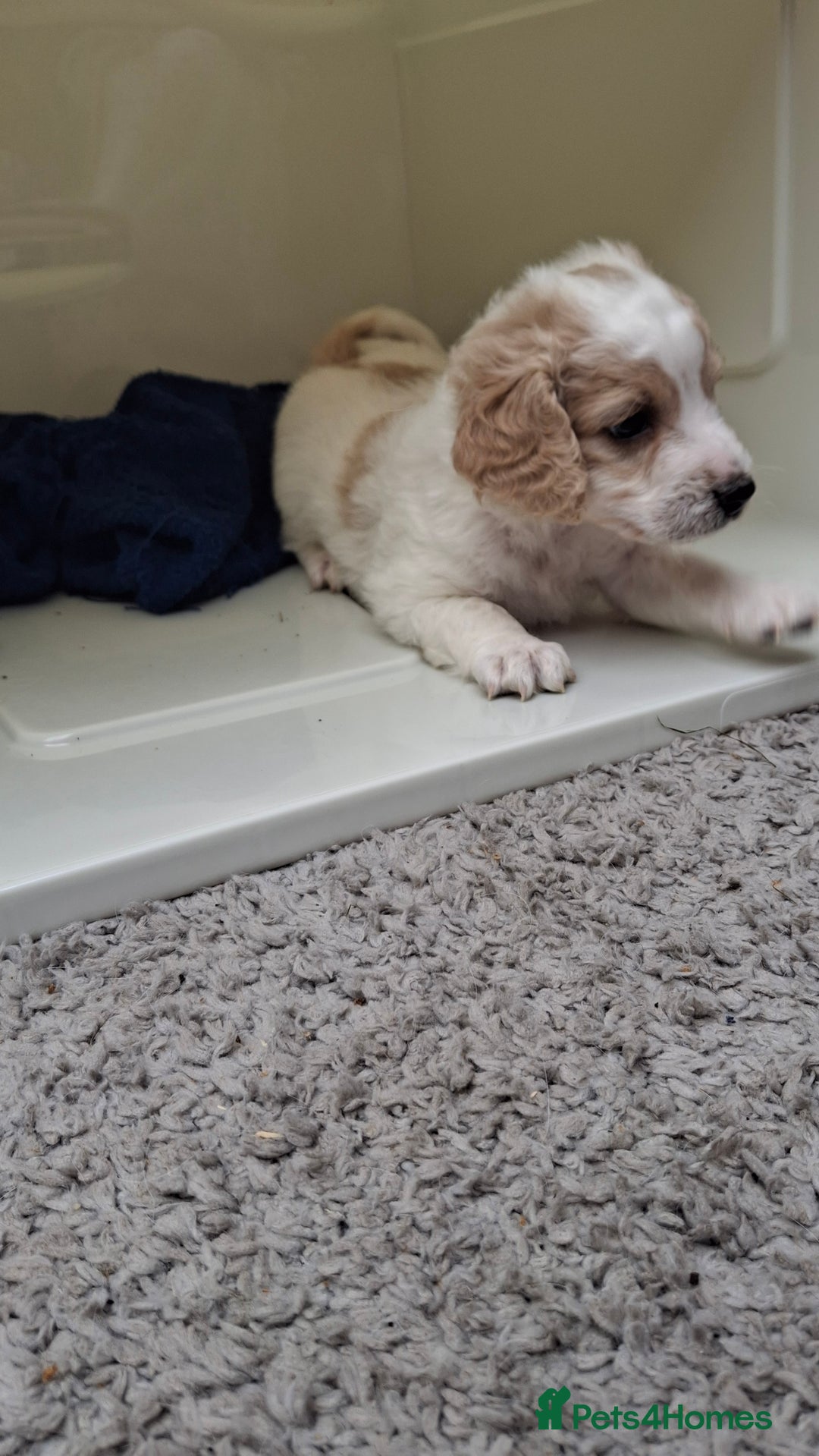 Cockapoo dogs for sale: Mr cassidy - Image 28