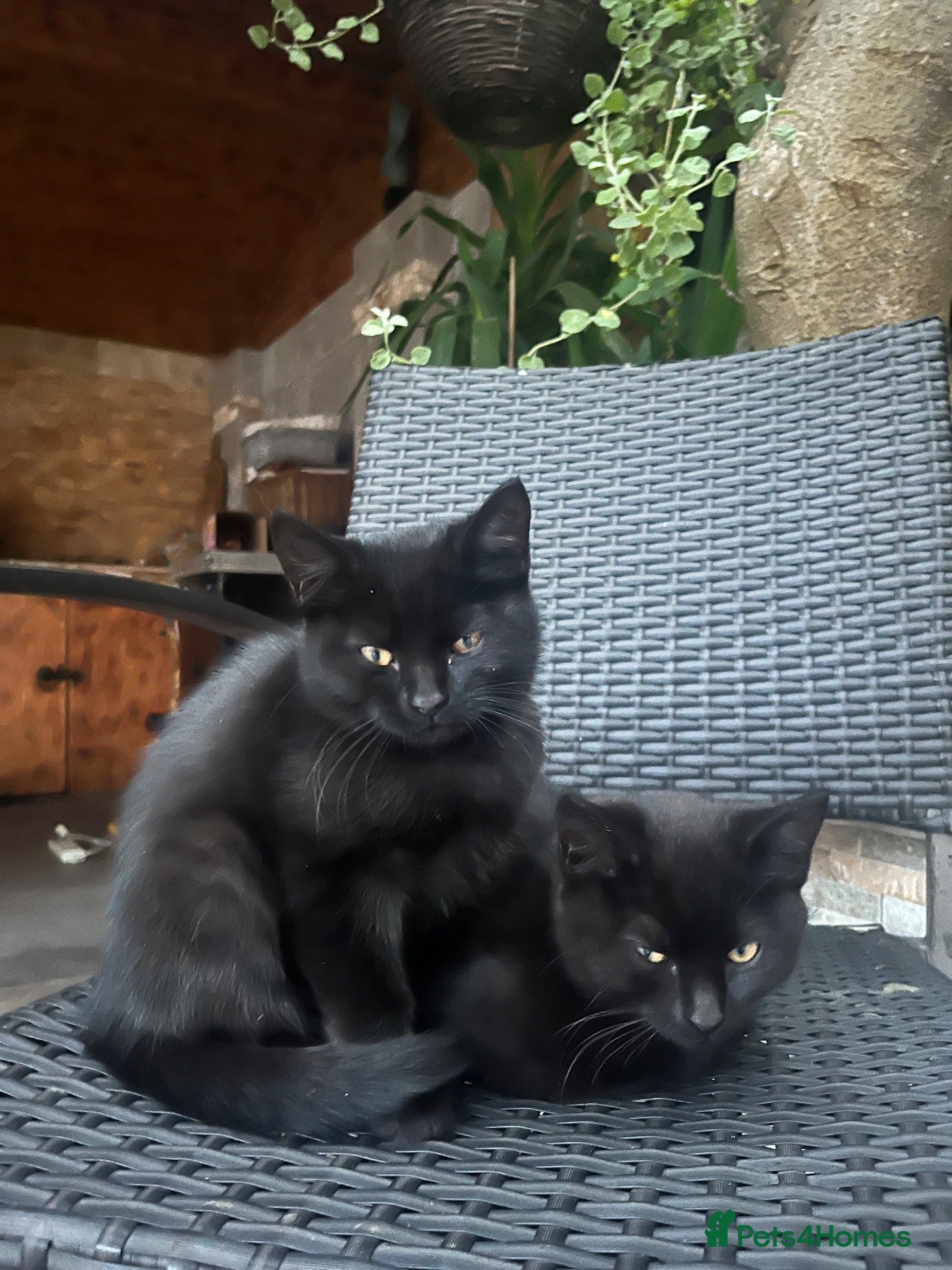 Domestic Shorthair cats 3 domestic shorthairs  - Advert 1