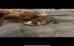 Miniature Dachshund dogs for sale: 1 male miniature dachshund  - Image 7