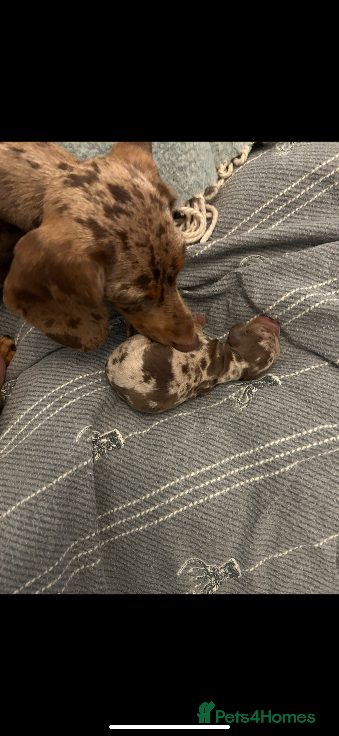 Miniature Dachshund dogs for sale: 1 male miniature dachshund  - Image 7