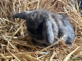 Mini Lop rabbits - Advert 9