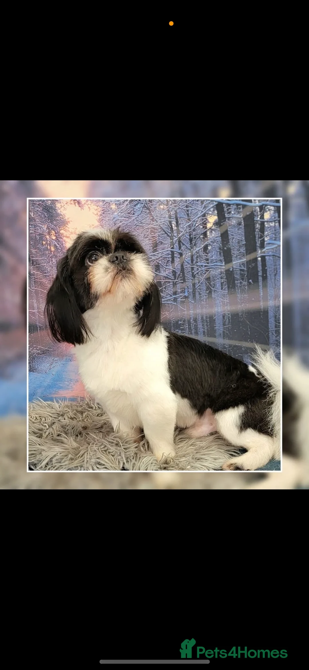 Shih Tzu dogs for sale:  Shih Tzu puppy  - Advert 18