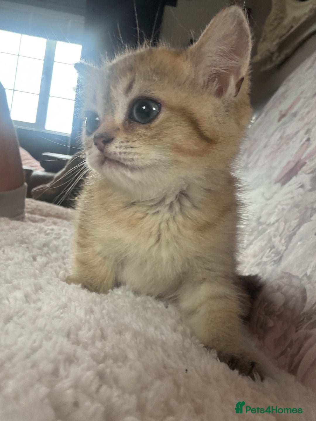 British Shorthair cats for sale: 1 BSH colour point & 4 rainbow BSH Chinchillas - Image 18