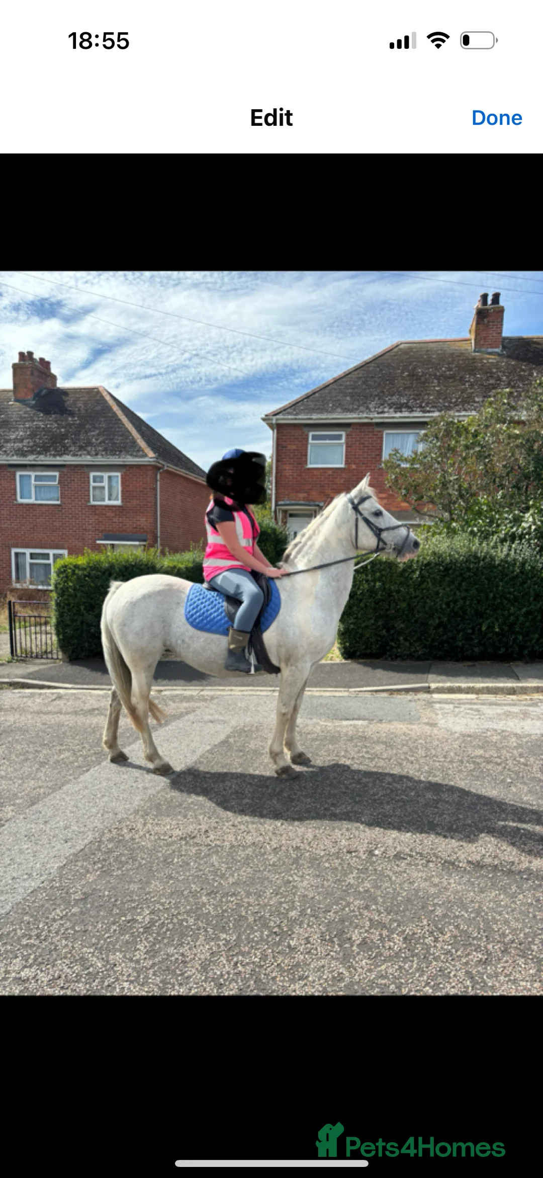 Other Breed horses for sale: Cob cross Arab  - Advert 8