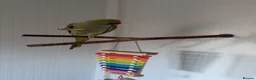 Ringnecks birds for sale: Mr Pea  - Advert 1