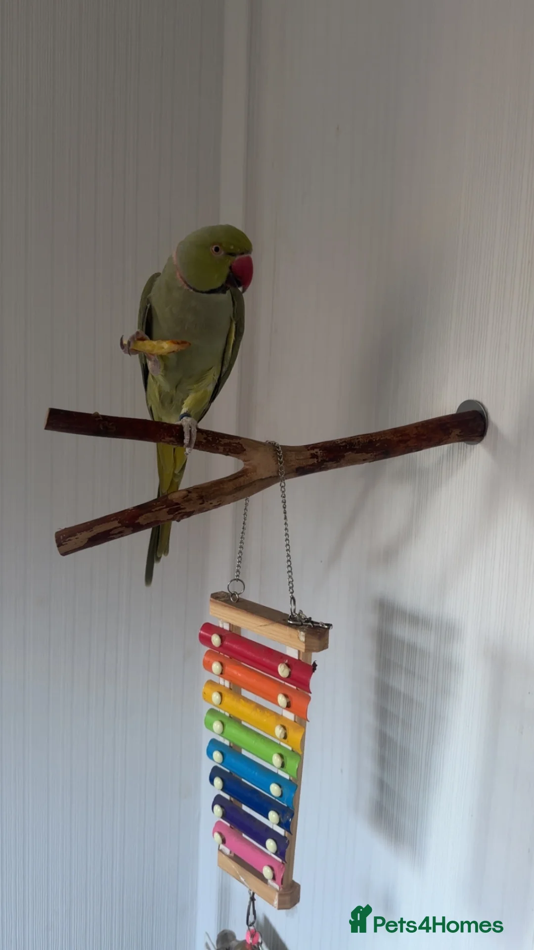 Ringnecks birds for sale: Mr Pea  - Advert 1