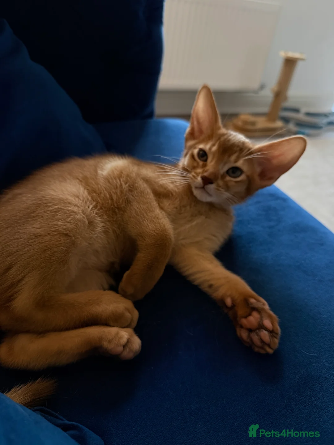 Abyssinian cats for sale: Abyssinian Kittens 🐾 - Advert 7