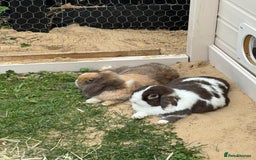 Mini Lop rabbits for sale: Autumn and freddo, bonded mini lops  - Image 4
