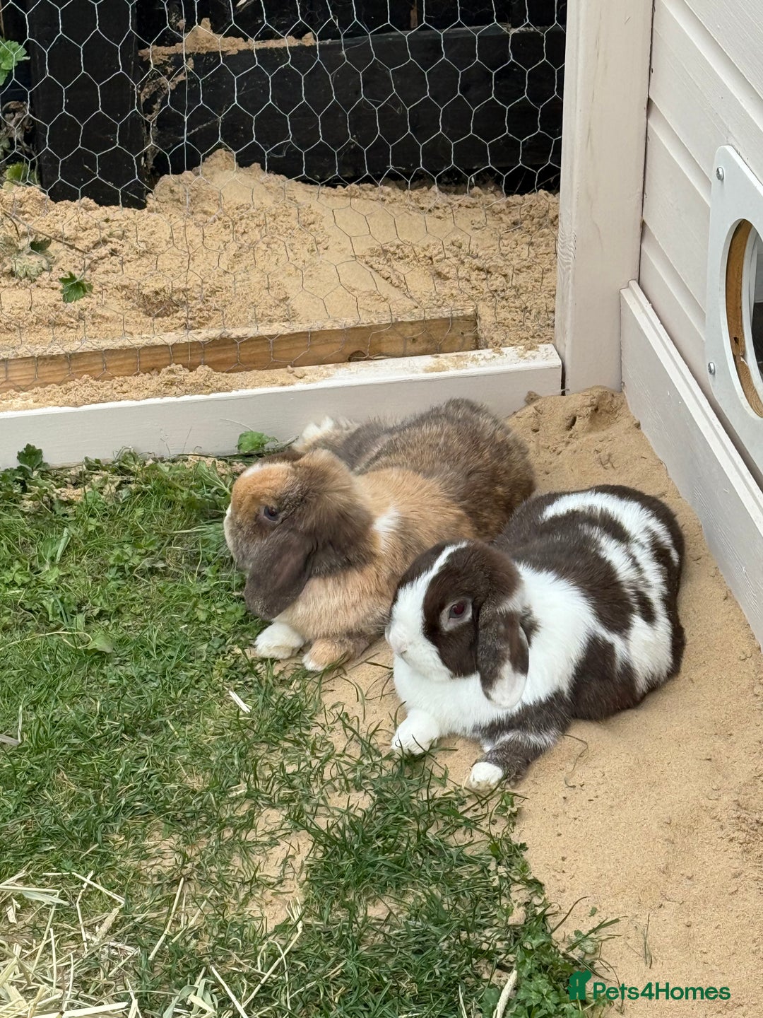 Mini Lop rabbits for sale: Autumn and freddo, bonded mini lops  - Image 4