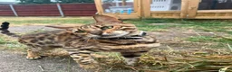 Bengal cats for sale: Bengal female  - Advert 8
