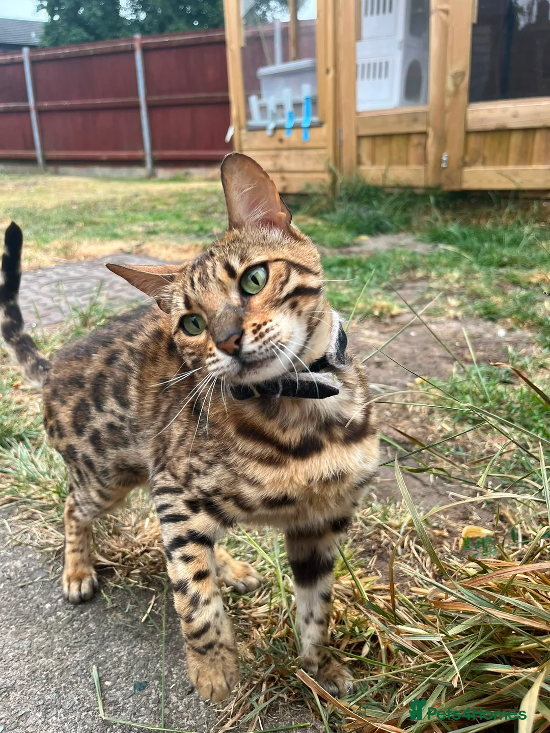 Bengal cats for sale: Bengal female  - Advert 8