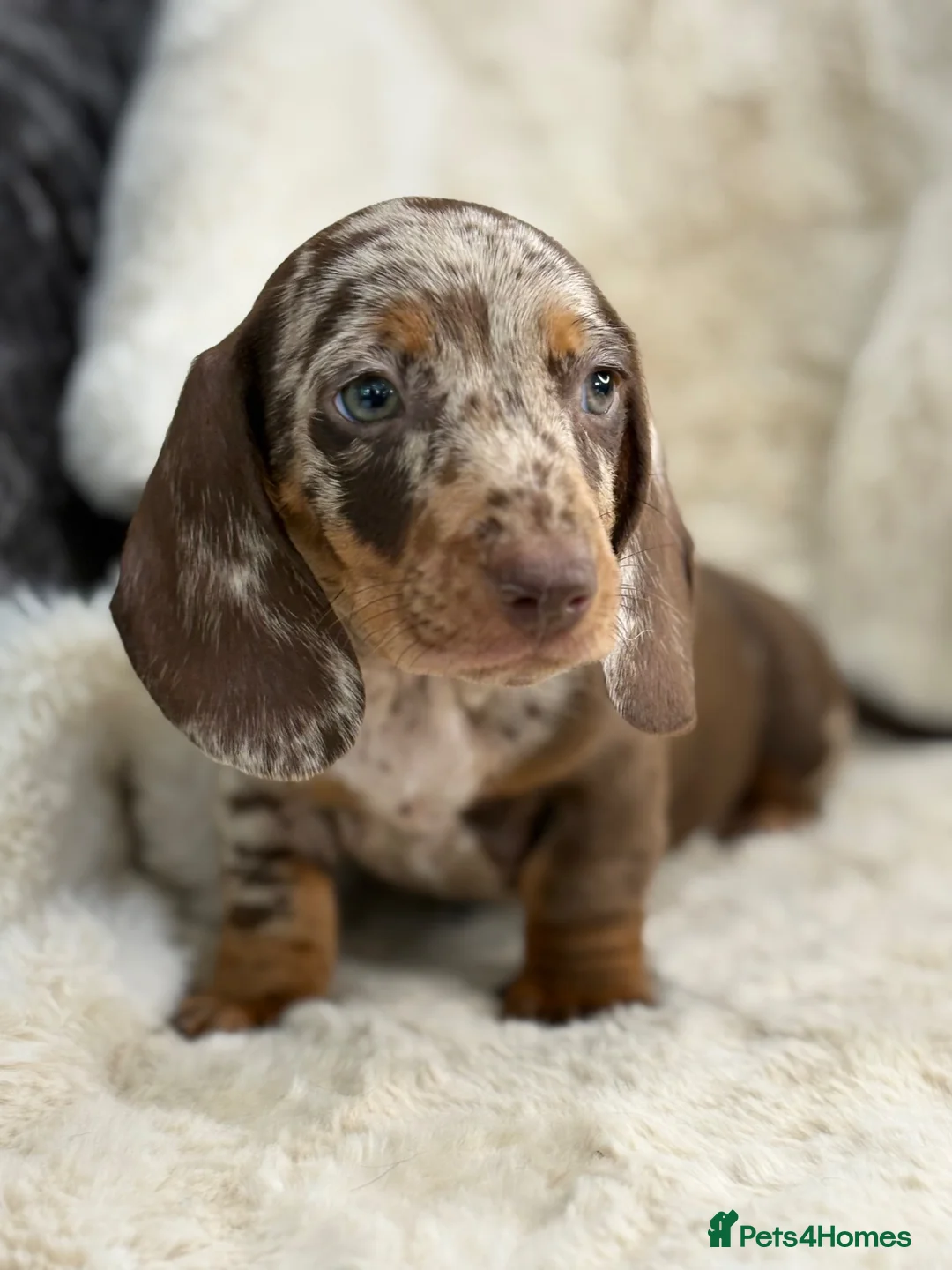 Miniature Dachshund dogs for sale: Stunning mini smooth dachshund puppies  - Advert 27