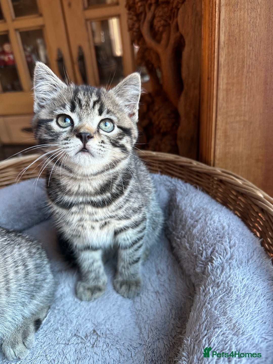 British Shorthair cats for sale: British Shorthair Chocolate Spotted Kittens - Advert 3